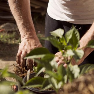 UUTUUS - Lammin Luomupuutarhamulta suursäkki